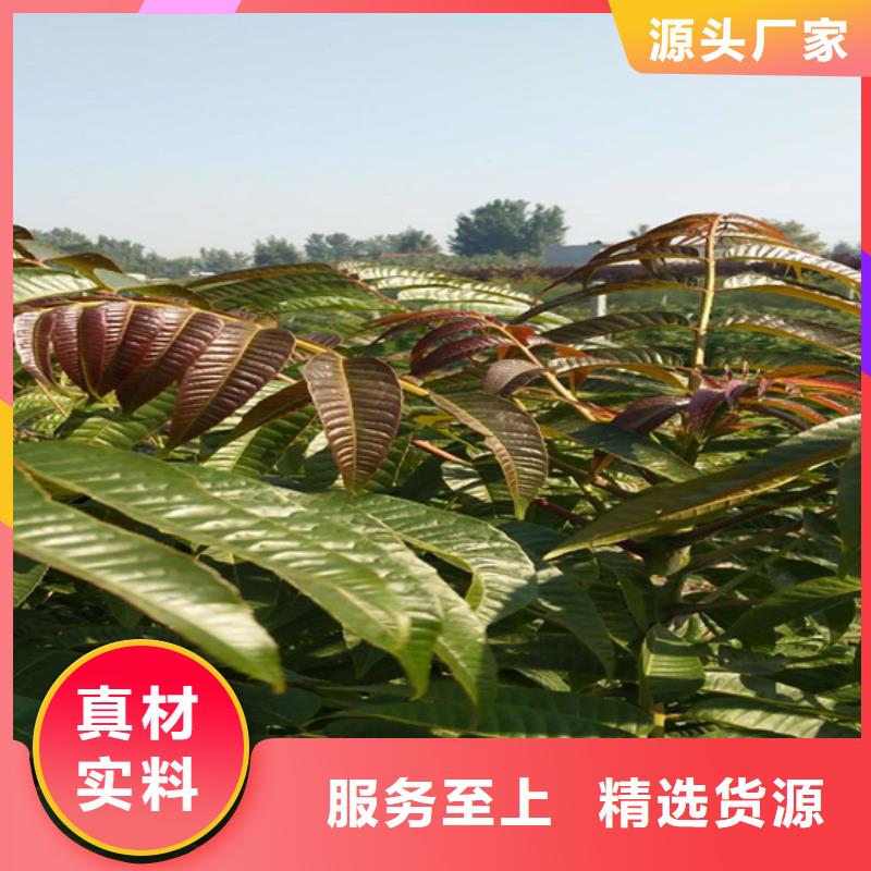 香椿,蘋果苗市場(chǎng)行情