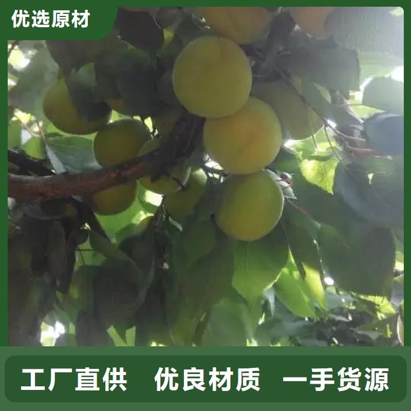 蜜香杏樹苗大棚種植