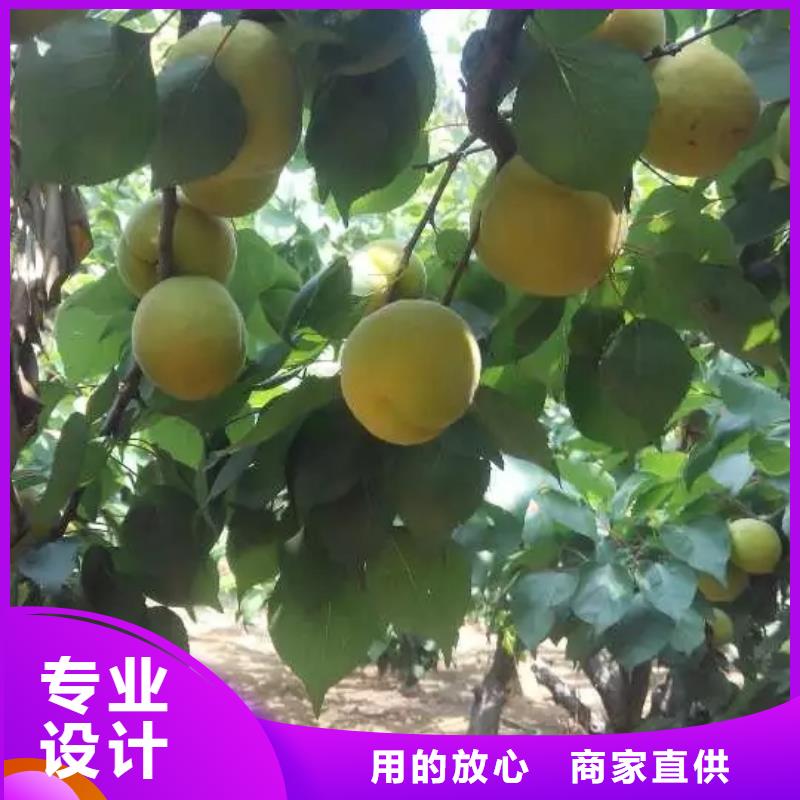 杏樹苗產量多少