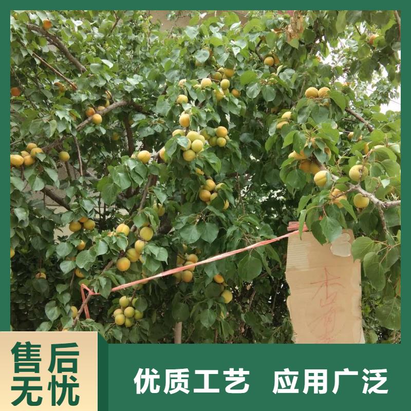 【 杏,桃树苗定制不额外收费】-轩园园艺场(邵阳市分公司)|覆盖地域新宁|绥宁|长沙|娄底|常德|永州|湘西|株洲|张家界