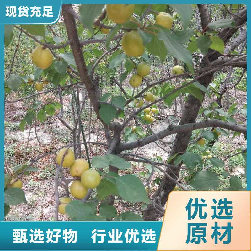 【杏】,櫻桃苗精心選材