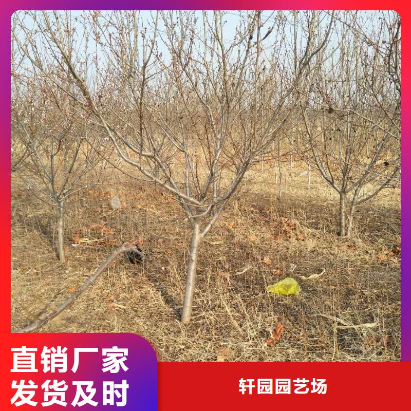 石榴树视频-石榴树-湖南省邵阳市新邵|双清|株洲|张家界|衡阳|郴州|长沙(附近)公司