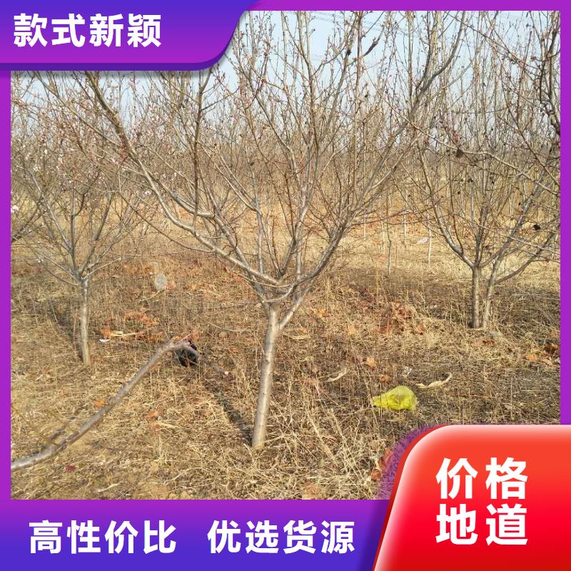 杏_櫻桃苗設計制造銷售服務一體