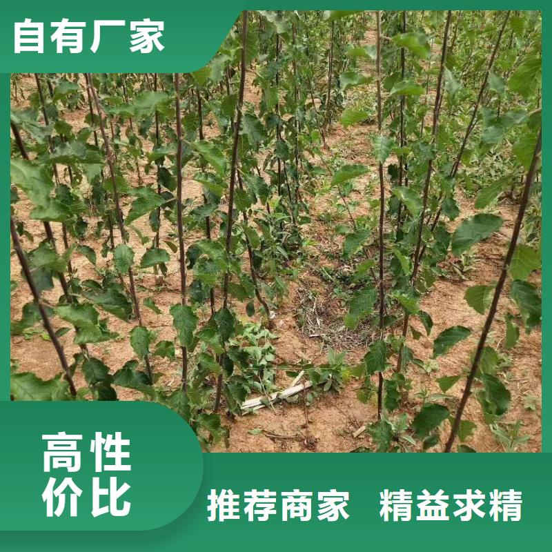 杏嘎啦蘋果自主研發