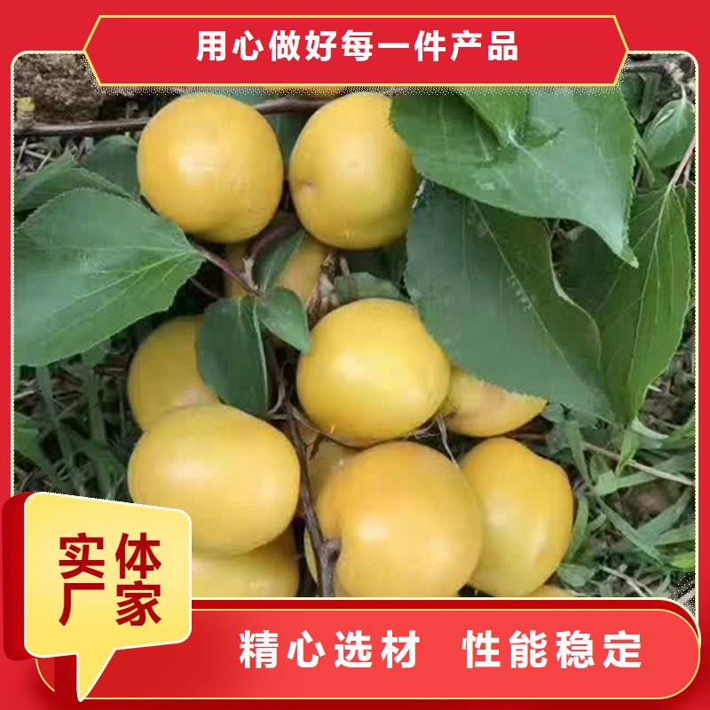 杏梨樹苗一對一為您服務