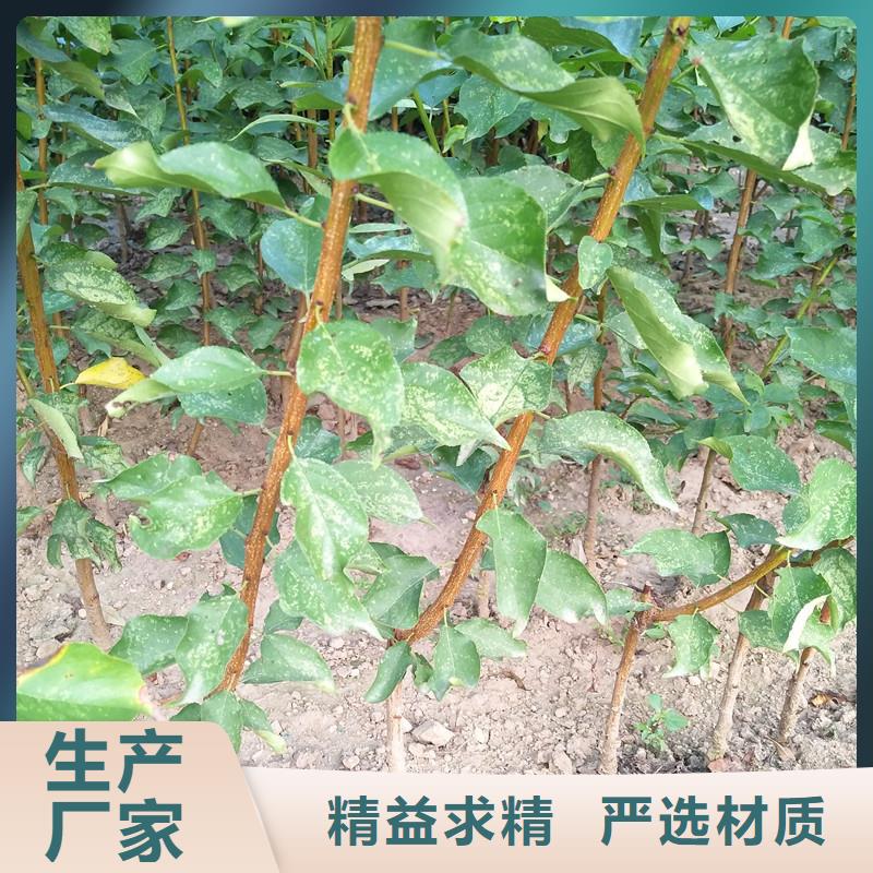 石榴树视频-石榴树-湖南省邵阳市新邵|双清|株洲|张家界|衡阳|郴州|长沙(附近)公司
