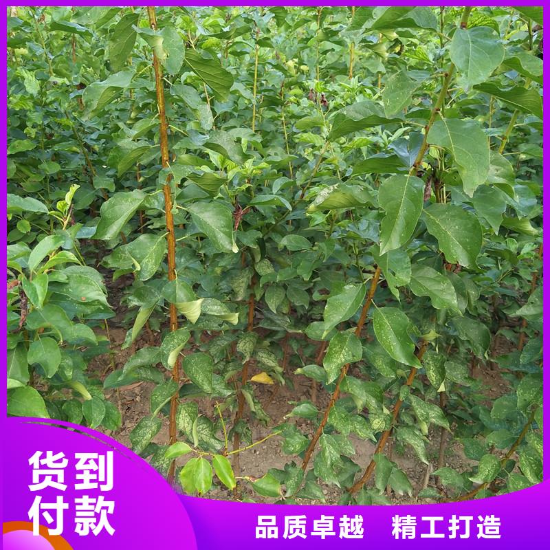 杏樹苗產量多少