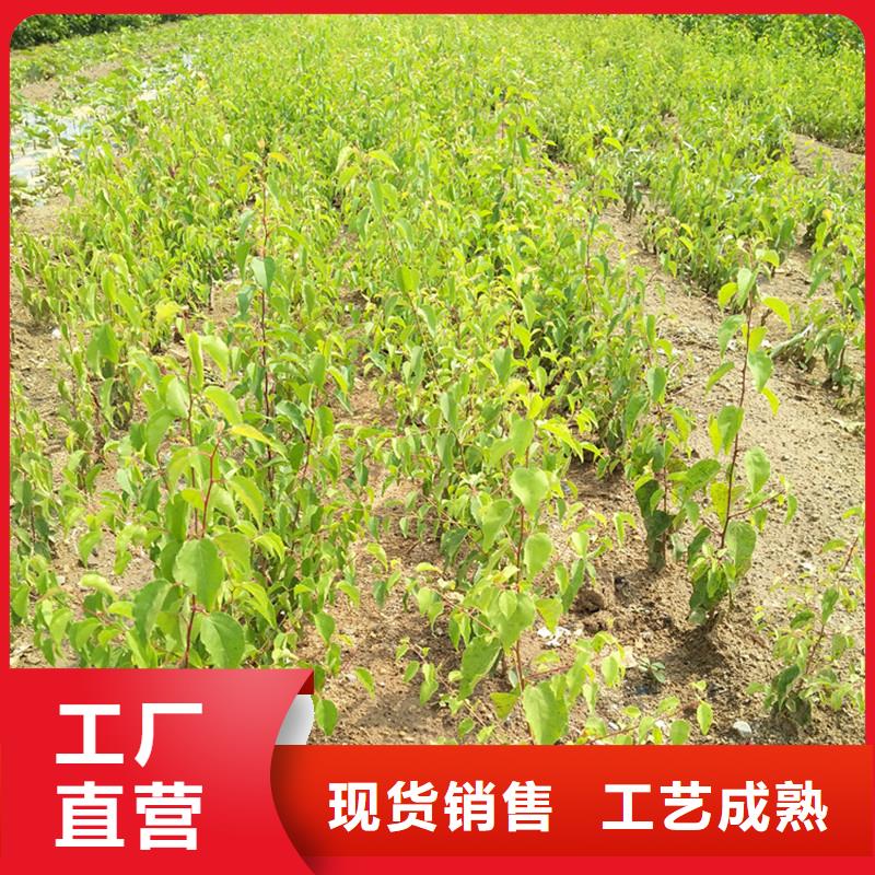 石榴树视频-石榴树-轩园园艺场(阿坝市分公司)服务区域理县|小金|自贡|内江|巴中|绵阳|眉山|乐山