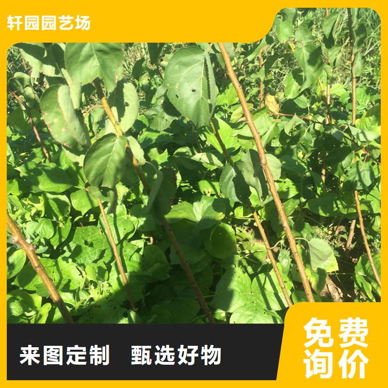 杏_櫻桃苗設計制造銷售服務一體