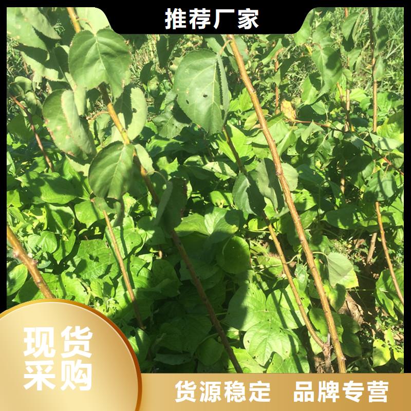 杏树苗种植基地