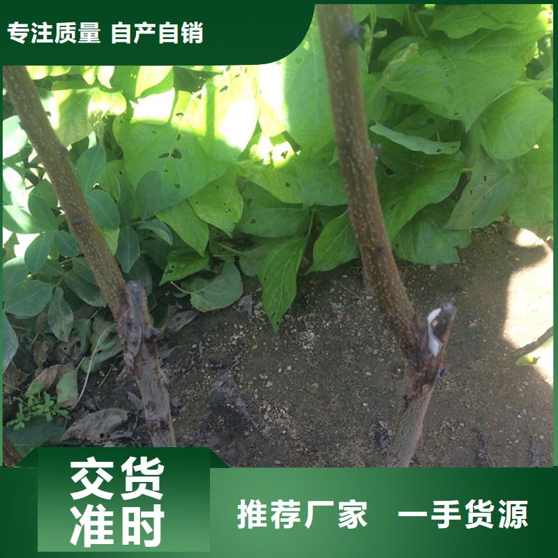 【杏】,櫻桃苗精心選材