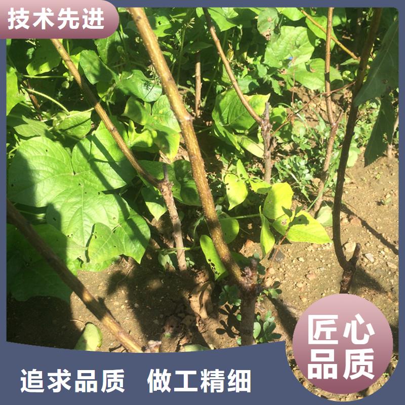 【 杏,桃树苗定制不额外收费】-轩园园艺场(邵阳市分公司)|覆盖地域新宁|绥宁|长沙|娄底|常德|永州|湘西|株洲|张家界