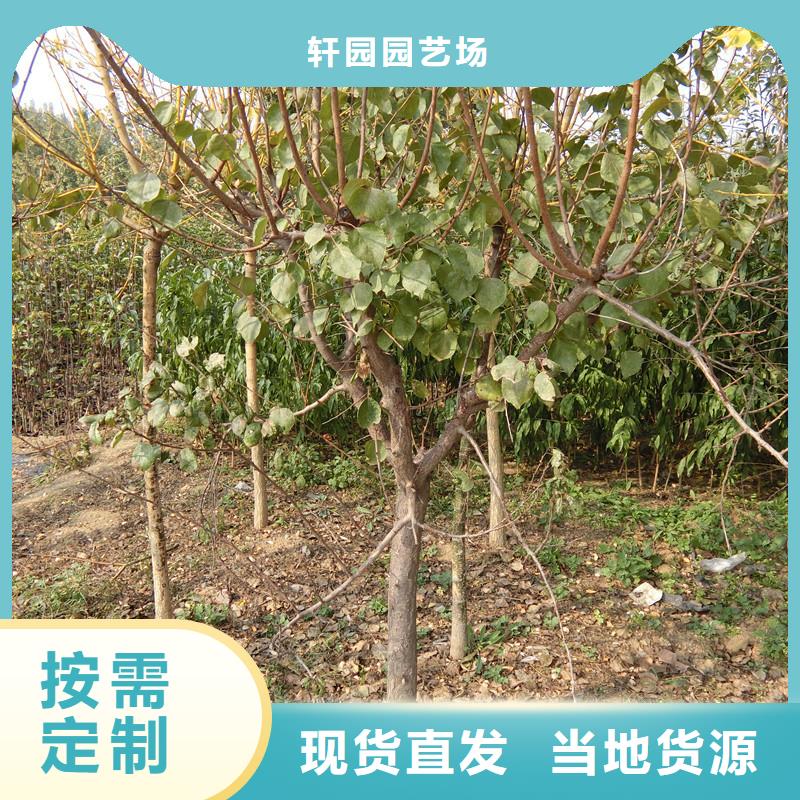 【杏】【藍莓苗】定制銷售售后為一體