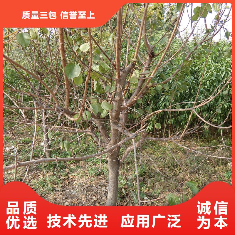 杏北美冬青隨心所欲定制