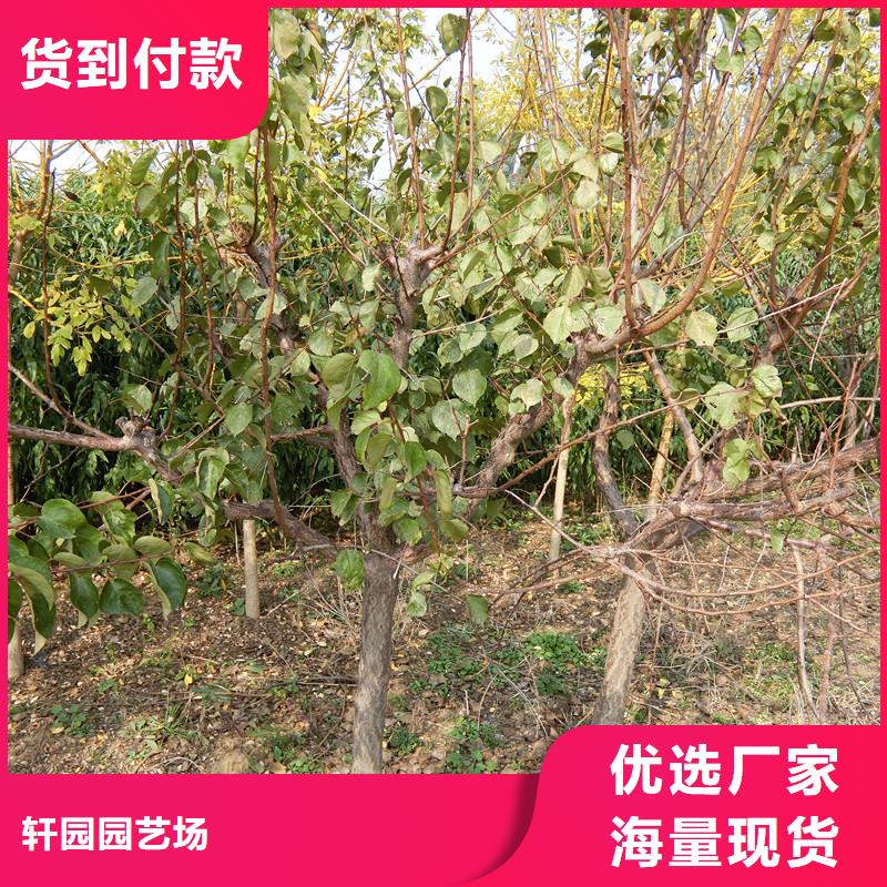 珍珠油杏樹苗價格