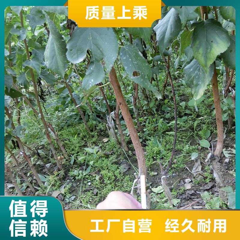 杏_梨樹苗定制銷售售后為一體
