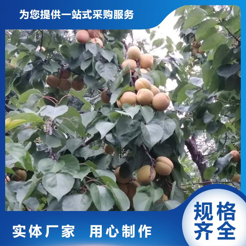 杏蘋果苗實力派廠家