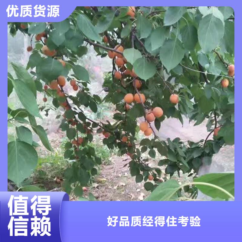 杏梨樹苗一對一為您服務