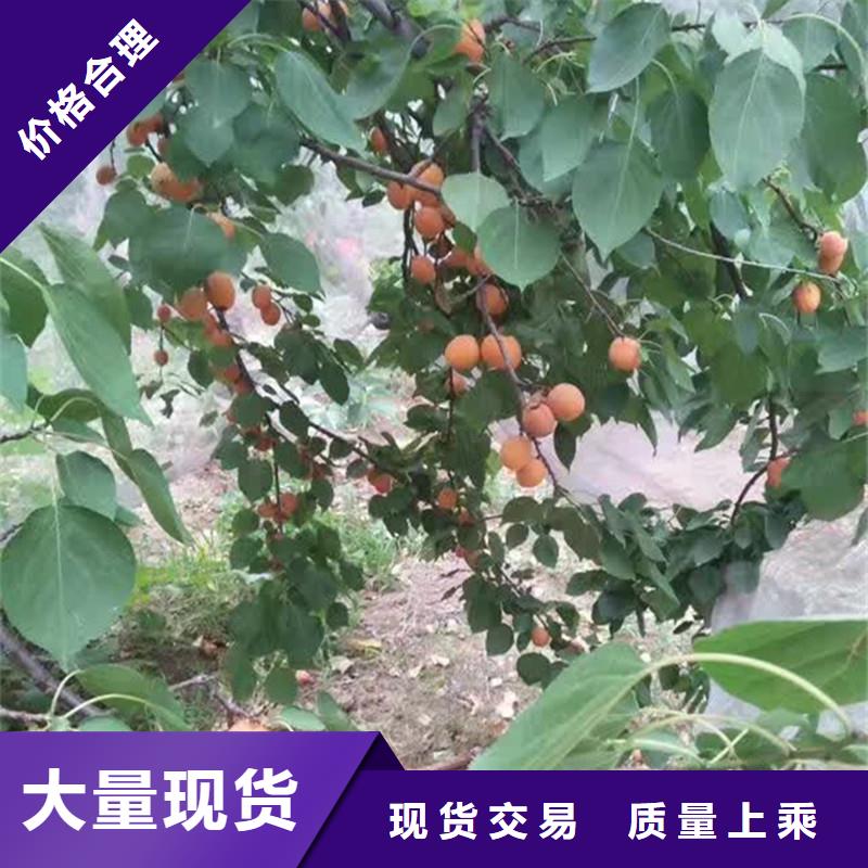 杏石榴苗服務始終如一