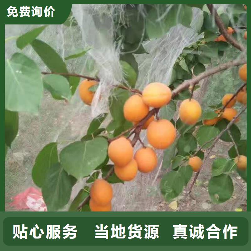 石榴树视频-石榴树|德宏市|梁河|陇川|怒江|临沧|保山|红河|普洱|文山