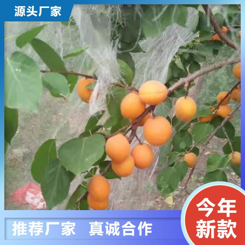 【 杏,桃树苗定制不额外收费】-轩园园艺场(邵阳市分公司)|覆盖地域新宁|绥宁|长沙|娄底|常德|永州|湘西|株洲|张家界