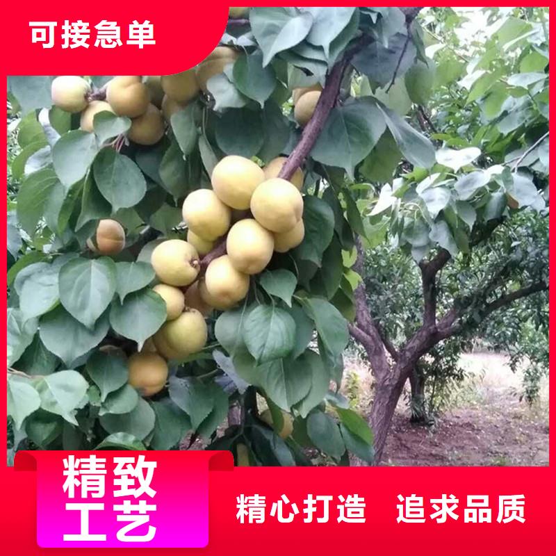 杏樹苗批發零售