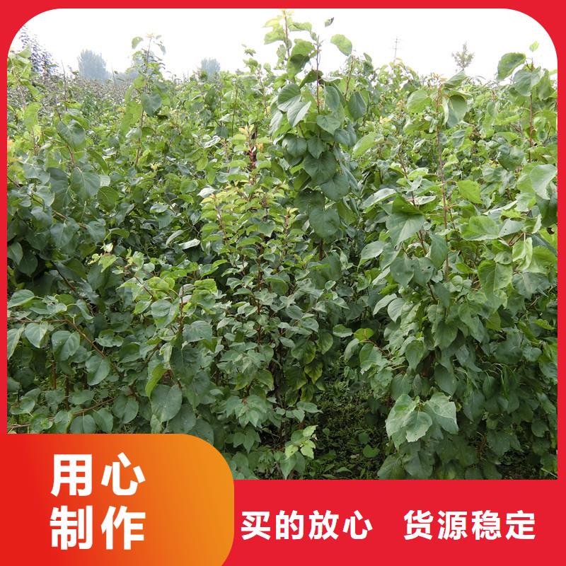 珍珠油杏樹苗價格