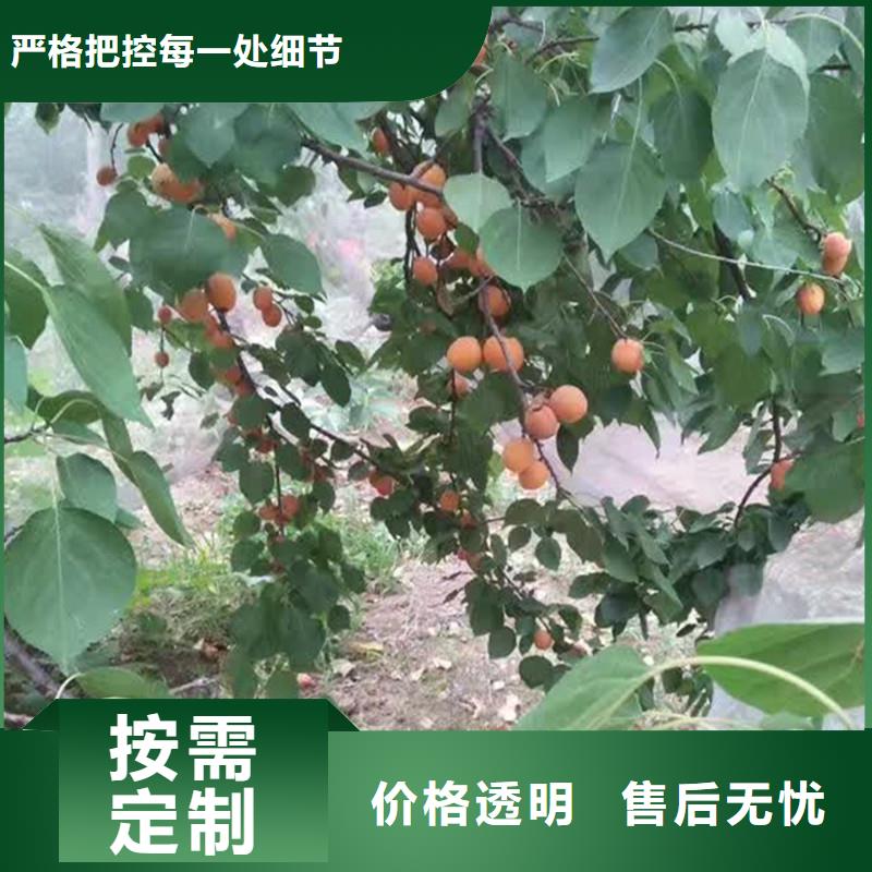 【杏】,櫻桃苗精心選材