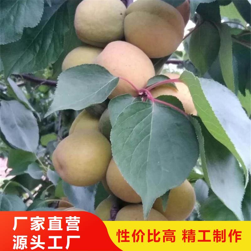 【杏】苹果苗闪电发货