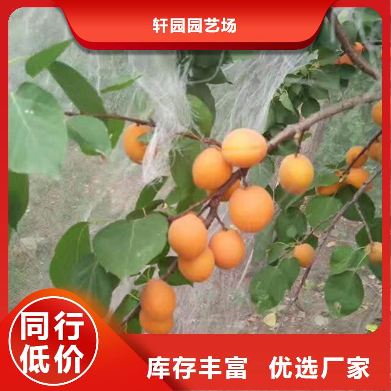 石榴树视频-石榴树-湖南省邵阳市新邵|双清|株洲|张家界|衡阳|郴州|长沙(附近)公司