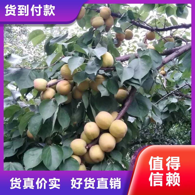 【 杏,桃树苗定制不额外收费】-轩园园艺场(邵阳市分公司)|覆盖地域新宁|绥宁|长沙|娄底|常德|永州|湘西|株洲|张家界