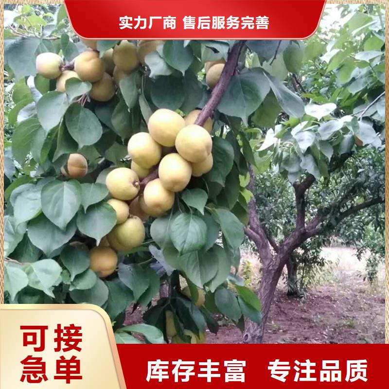 杏嘎啦蘋果自主研發