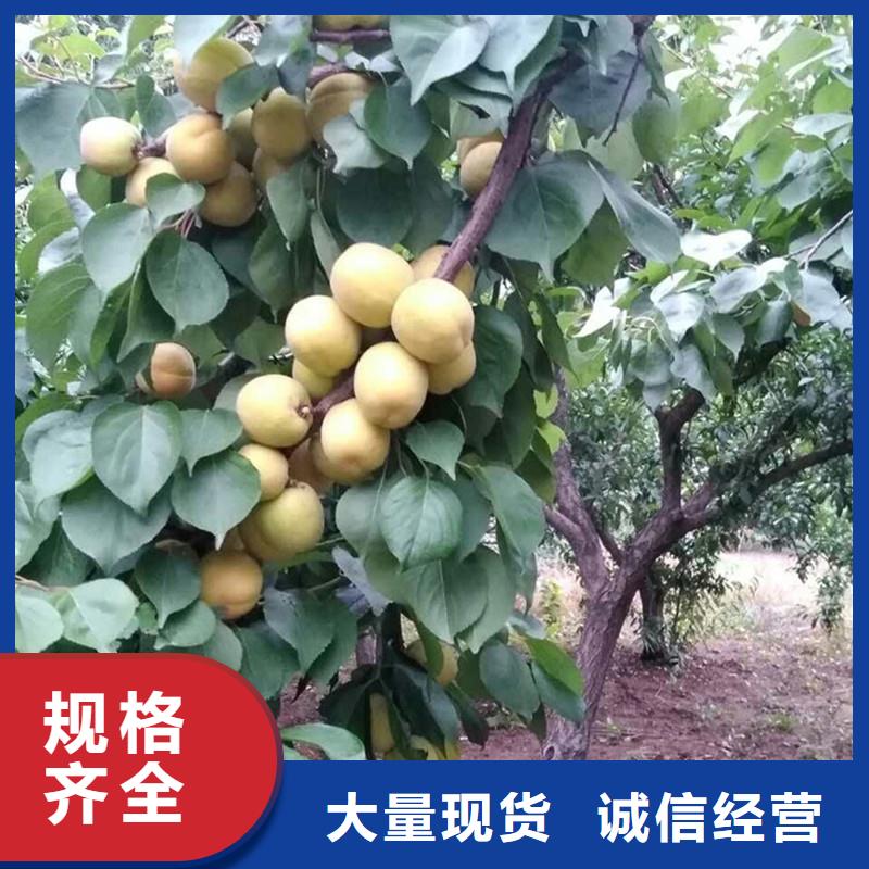 杏北美冬青隨心所欲定制