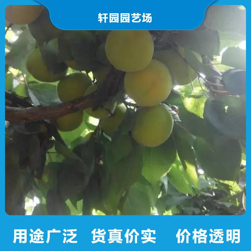 珍珠油杏樹苗價格