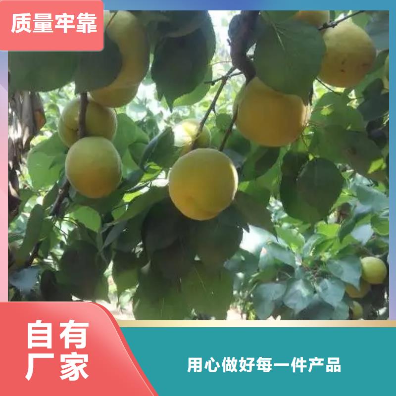 杏北美冬青隨心所欲定制