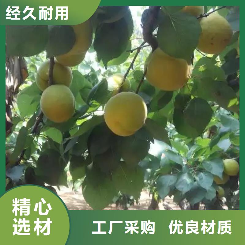 杏,【獼猴桃苗】選擇大廠家省事省心