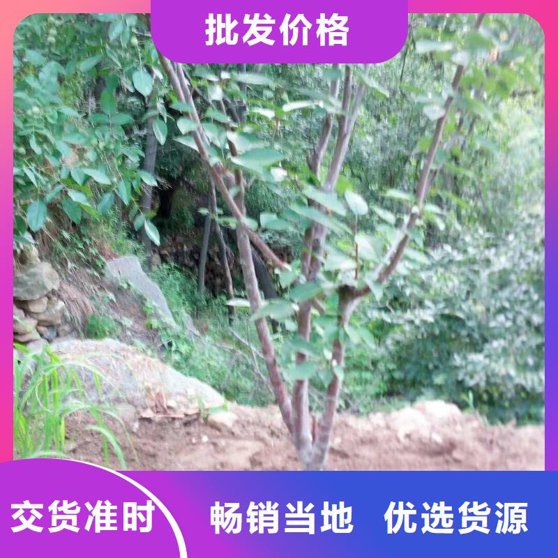 杏,【獼猴桃苗】選擇大廠家省事省心