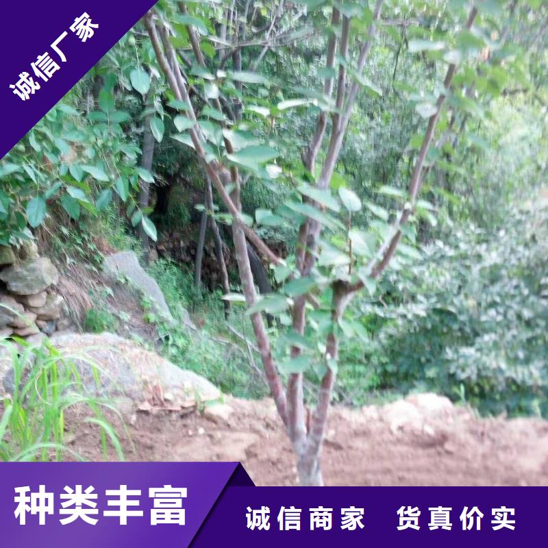 杏北美冬青隨心所欲定制