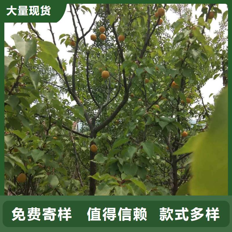 【 杏,桃树苗定制不额外收费】-轩园园艺场(邵阳市分公司)|覆盖地域新宁|绥宁|长沙|娄底|常德|永州|湘西|株洲|张家界