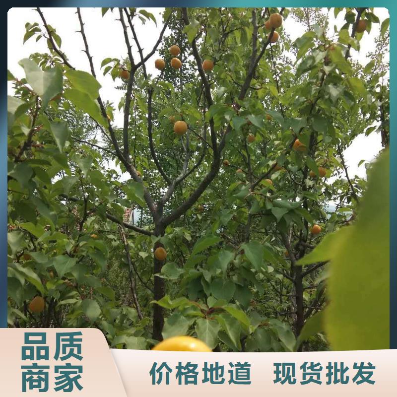 杏樹苗產量多少