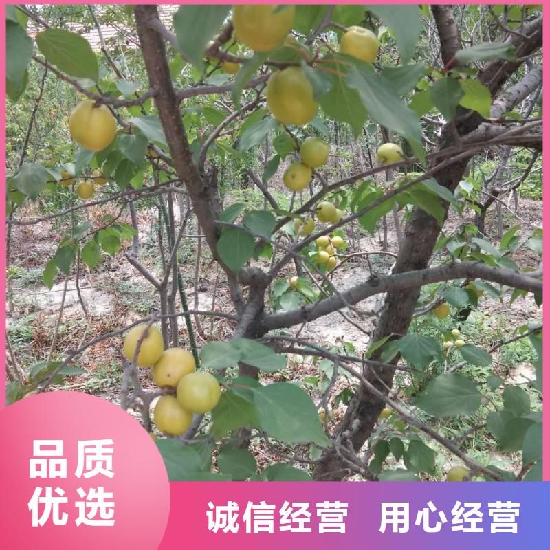 杏北美冬青隨心所欲定制