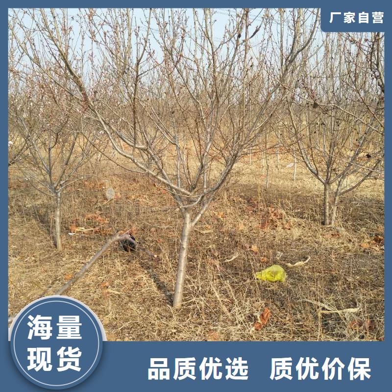 杏梨樹苗一對一為您服務