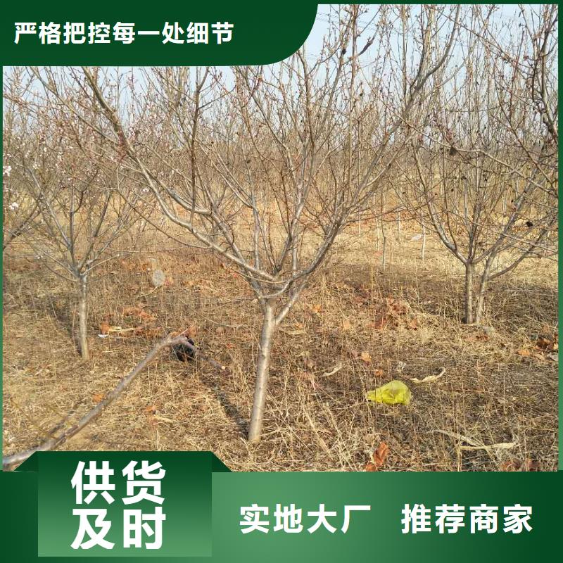 杏北美冬青隨心所欲定制