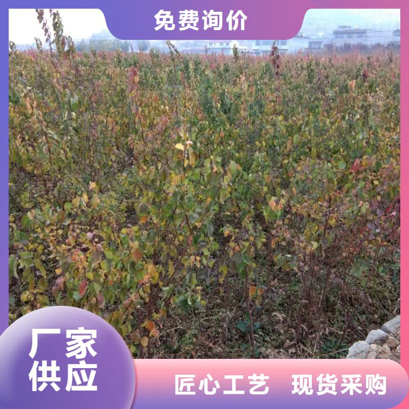 杏嘎啦蘋果自主研發