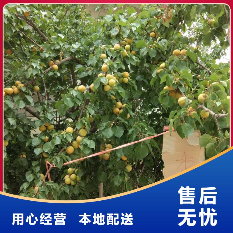 杏,【獼猴桃苗】選擇大廠家省事省心