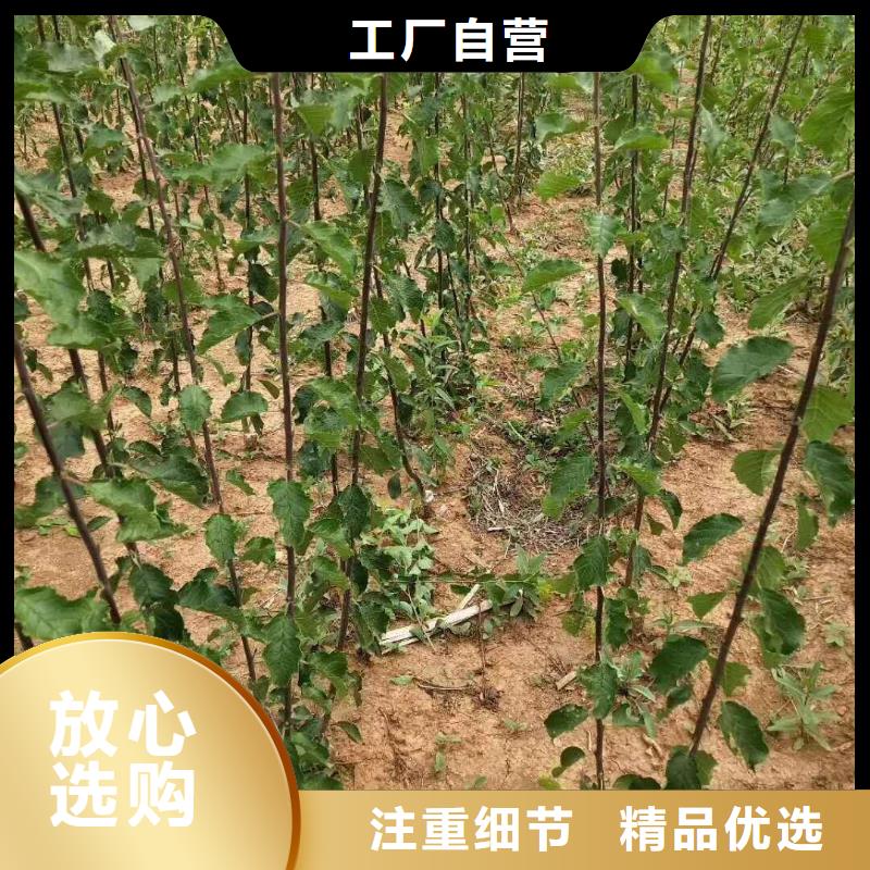 杏北美冬青隨心所欲定制
