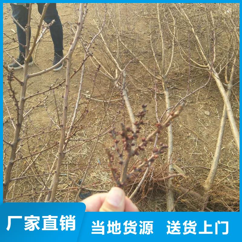 杏蘋果苗實力派廠家