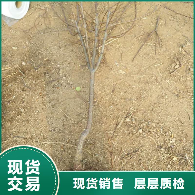 杏蘋果苗實力派廠家