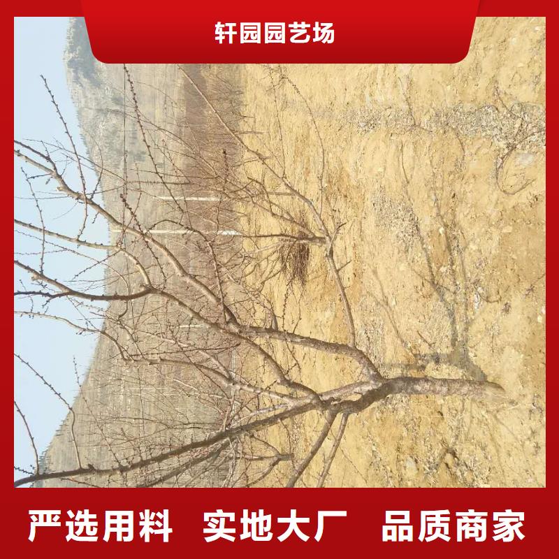 杏蘋果苗實力派廠家
