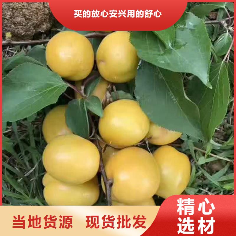 杏蘋果苗實力派廠家